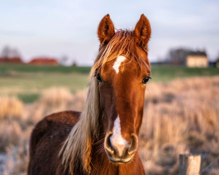 lek. med. Magdalena Świderek - specjalista psychiatra