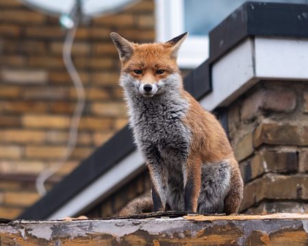 lek. med. Agnieszka Krawczyk - specjalista psychiatra