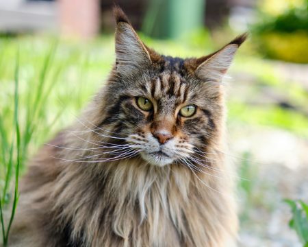 mg Agnieszka Krok-Stanek - terapeuta uzależnień
