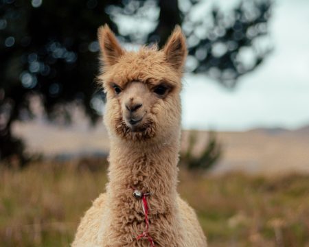 dr Anna Fiema - psychoterapeuta dorołych i młodzieży