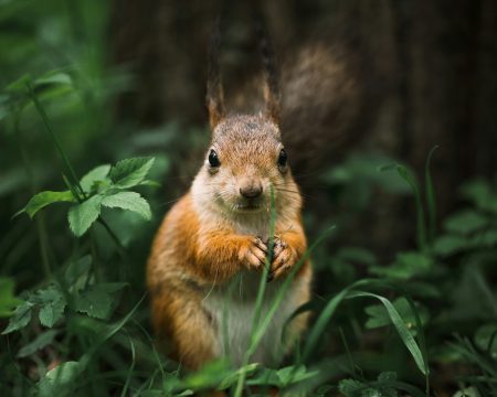 Magdalena Rogal-Izdebska
